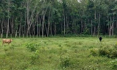 Land for sale in Khao Chaison, Phatthalung