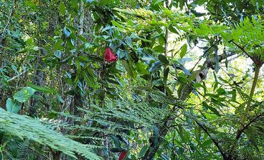VIVE LA NATURALEZA DE VALDIVIA AL MEJOR PRECIO