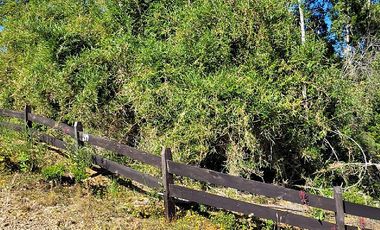 VIVE LA NATURALEZA DE VALDIVIA AL MEJOR PRECIO