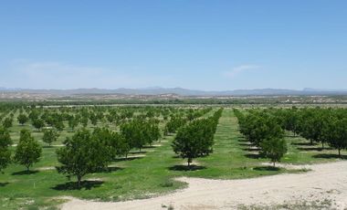Finca - Pueblo Coyame