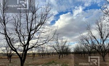 NOGALERA EN VENTA CON EQUIPO Y MAQUINARIA, EN FLORES MAGON. CHIH