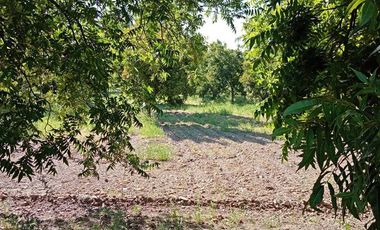 NOGALERA EN VENTA CON EQUIPO Y MAQUINARIA, EN FLORES MAGON. CHIH
