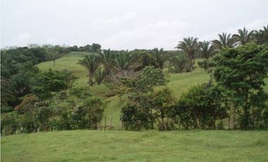 3 FINCAS CASA CON TERRENO EN  ARENOSA - CHORRERA 52 HECTAREAS CV