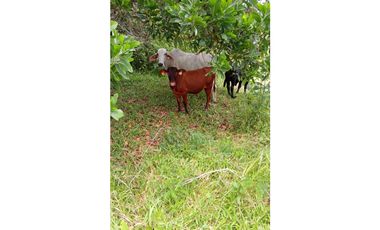 3 FINCAS CASA CON TERRENO EN  ARENOSA - CHORRERA 52 HECTAREAS CV