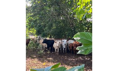 3 FINCAS CASA CON TERRENO EN  ARENOSA - CHORRERA 52 HECTAREAS CV