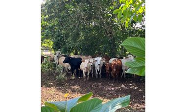 3 FINCAS CASA CON TERRENO EN  ARENOSA - CHORRERA 52 HECTAREAS CV