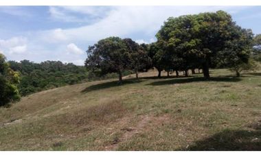 3 FINCAS CASA CON TERRENO EN  ARENOSA - CHORRERA 52 HECTAREAS CV