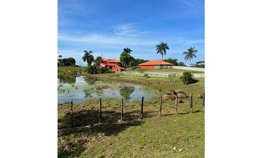 3 FINCAS CASA CON TERRENO EN  ARENOSA - CHORRERA 52 HECTAREAS CV