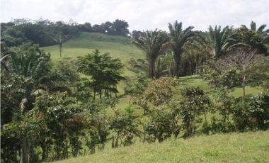 3 FINCAS CASA CON TERRENO EN  ARENOSA - CHORRERA 52 HECTAREAS CV