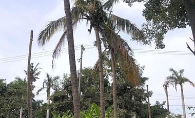 TERRENO COMERCIAL EN RENTA  BAHÍA DE BANDERAS NAYARIT JARRETADERAS