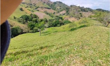 VENTA DE FINCA LA VIRGINIA - BALBOA RISARALDA