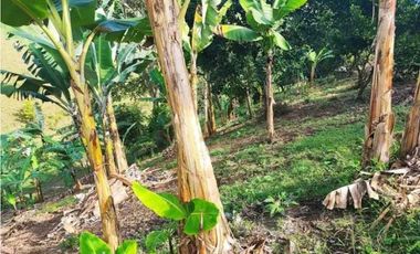 VENTA DE FINCA LA VIRGINIA - BALBOA RISARALDA