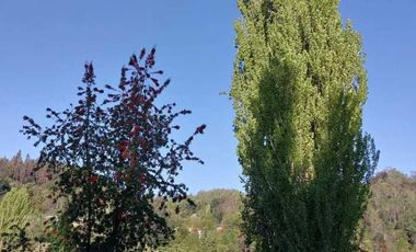 Vendemos parcela en la comuna de Lago Ranco sector Calcurrupe