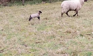 Vendemos parcela en la comuna de Lago Ranco sector Calcurrupe