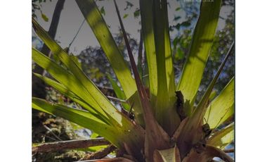 LOTES CAMPESTRES EN PARCELACION EL RETIRO VIA PANTANILLO