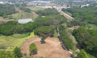 Land for sale in Tha Wang Tan, Chiang Mai