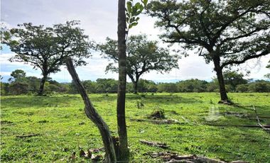 VENDO FINCA DE 120HA GANADERIA-TOP PLANA