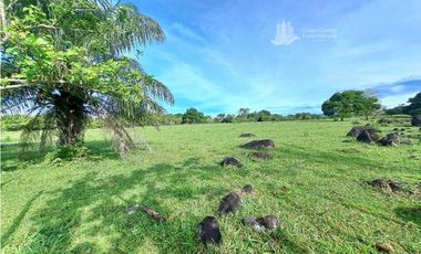 VENDO FINCA DE 120HA GANADERIA-TOP PLANA