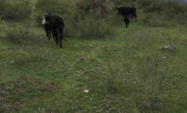 Agrícola en Venta en Sector Curillinque