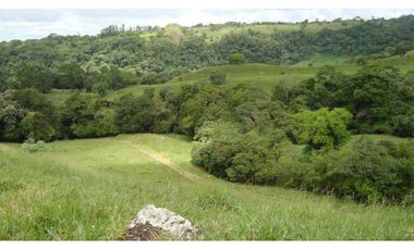 VENDO FINCA DE 135 HECTAREAS 900M.S.N.M.