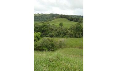 VENDO FINCA DE 135 HECTAREAS 900M.S.N.M.