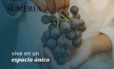 Terrenos residenciales en proyecto vinícola a 30 minutos de la ciudad