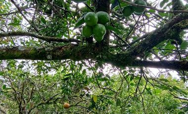 VENTA de FINCAS en MESITAS