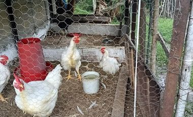 VENTA de FINCAS en MESITAS