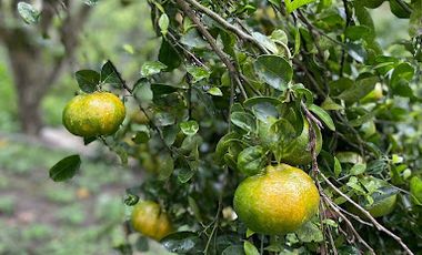 VENTA de FINCAS en MESITAS