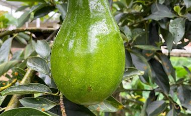 VENTA de FINCAS en MESITAS