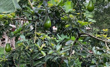 VENTA de FINCAS en MESITAS