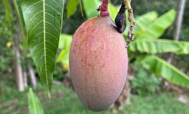 VENTA de FINCAS en MESITAS