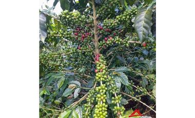 Finca cafetera tecnificada en Altagracia, Pereira