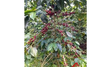 Finca cafetera tecnificada en Altagracia, Pereira