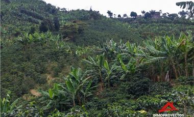 Finca cafetera tecnificada en Altagracia, Pereira