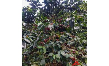 Finca cafetera tecnificada en Altagracia, Pereira