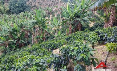 Finca cafetera tecnificada en Altagracia, Pereira