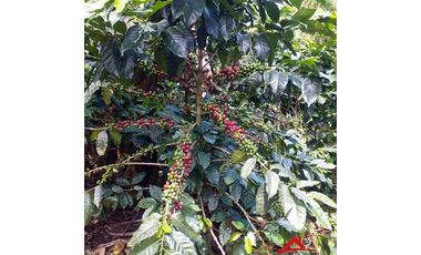 Finca cafetera tecnificada en Altagracia, Pereira