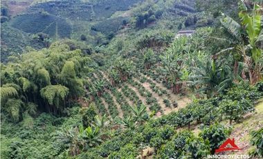 Finca cafetera tecnificada en Altagracia, Pereira