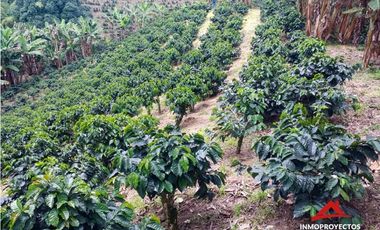 Finca cafetera tecnificada en Altagracia, Pereira