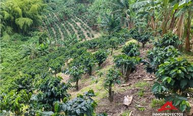 Finca cafetera tecnificada en Altagracia, Pereira