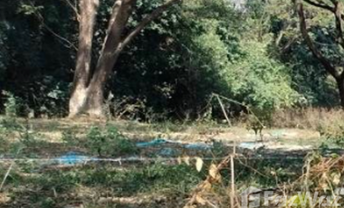 Land for sale in Rop Wiang, Chiang Rai