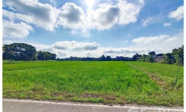 Land for sale in Ban Du, Chiang Rai