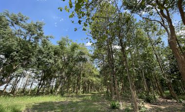 Land for sale in Tha Sai, Chiang Rai