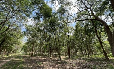 Land for sale in Tha Sai, Chiang Rai