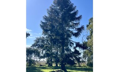 Campo en venta. 225 Has ganaderas con Excelente mejoras