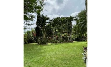 VENDO FINCA DE TECA Y CAFE EN LA CHORRERA