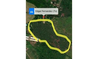 VENDO FINCA DE TECA Y CAFE EN LA CHORRERA