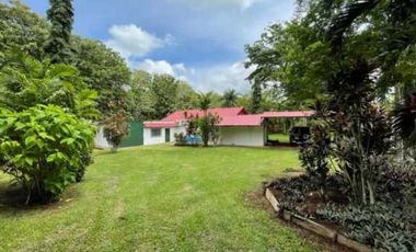 VENDO FINCA DE TECA Y CAFE EN LA CHORRERA