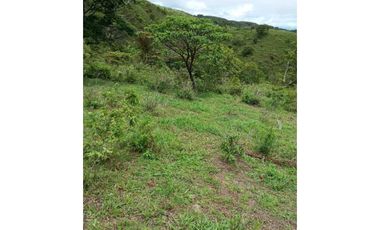 VENDO FINCA DE 30 HECTAREAS CON AGIA VIVA